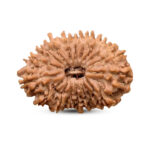 Rudraksha For Abundance