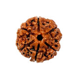 Rudraksha For Success