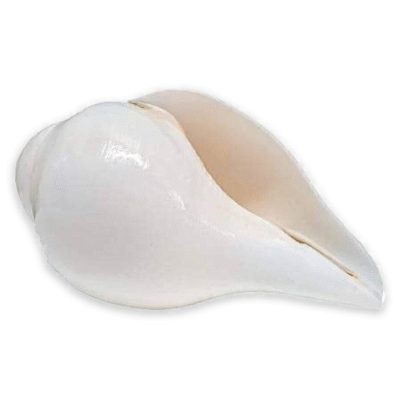 Blowing Shankh Conch Shell for Pooja