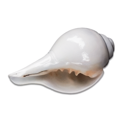 Small Shankh Conch Shell for Pooja
