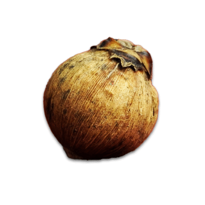 Laghu Nariyal / Small Coconut