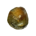 Machh Mani